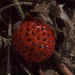 Fragaria virginiana platypetala - Photo (c) Susan, some rights reserved (CC BY-NC), uploaded by Susan