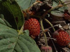Fragaria virginiana platypetala