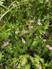 Erica spiculifolia