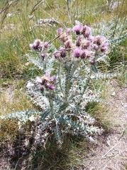 Carduus carlinoides