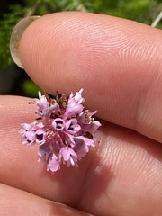 Erica spiculifolia