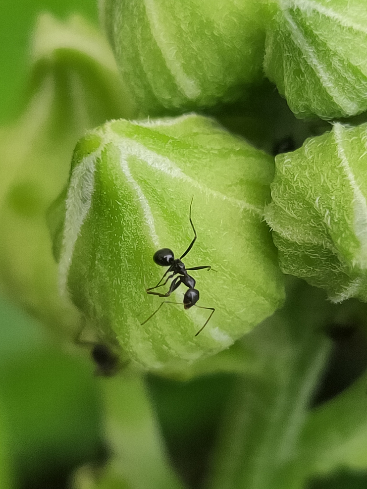 Lepisiota sericea