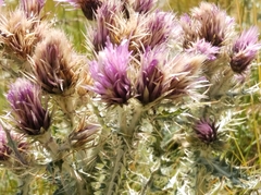 Carduus carlinoides