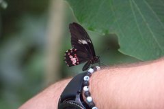 Parides erithalion