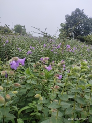 Strobilanthes kunthiana