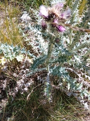 Carduus carlinoides