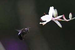 Xylocopa tabaniformis orpifex