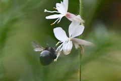 Xylocopa tabaniformis orpifex