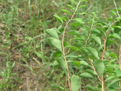 Spiraea crenata