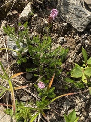 Erica spiculifolia
