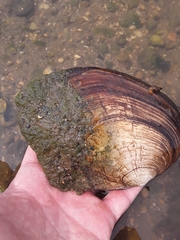 Lasmigona complanata