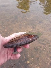 Lasmigona complanata