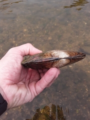 Lasmigona complanata