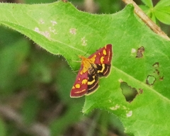 Pyrausta purpuralis