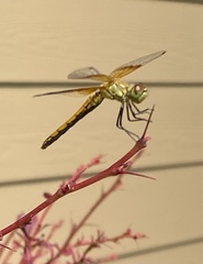 Sympetrum semicinctum