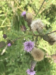Apis mellifera