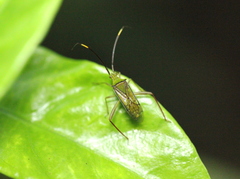 Hyalopeplus spinosus