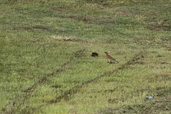 Turdus rufopalliatus
