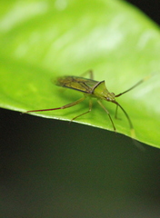 Hyalopeplus spinosus