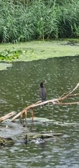 Phalacrocorax carbo