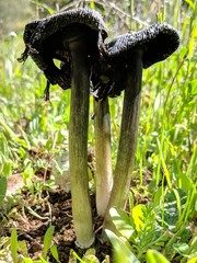 Coprinus calyptratus