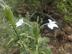 Ecbolium oblongifolium