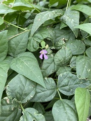 Phaseolus acutifolius acutifolius