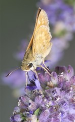 Hesperia comma