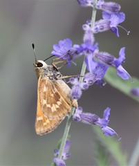 Hesperia comma
