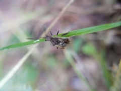 Stictopleurus