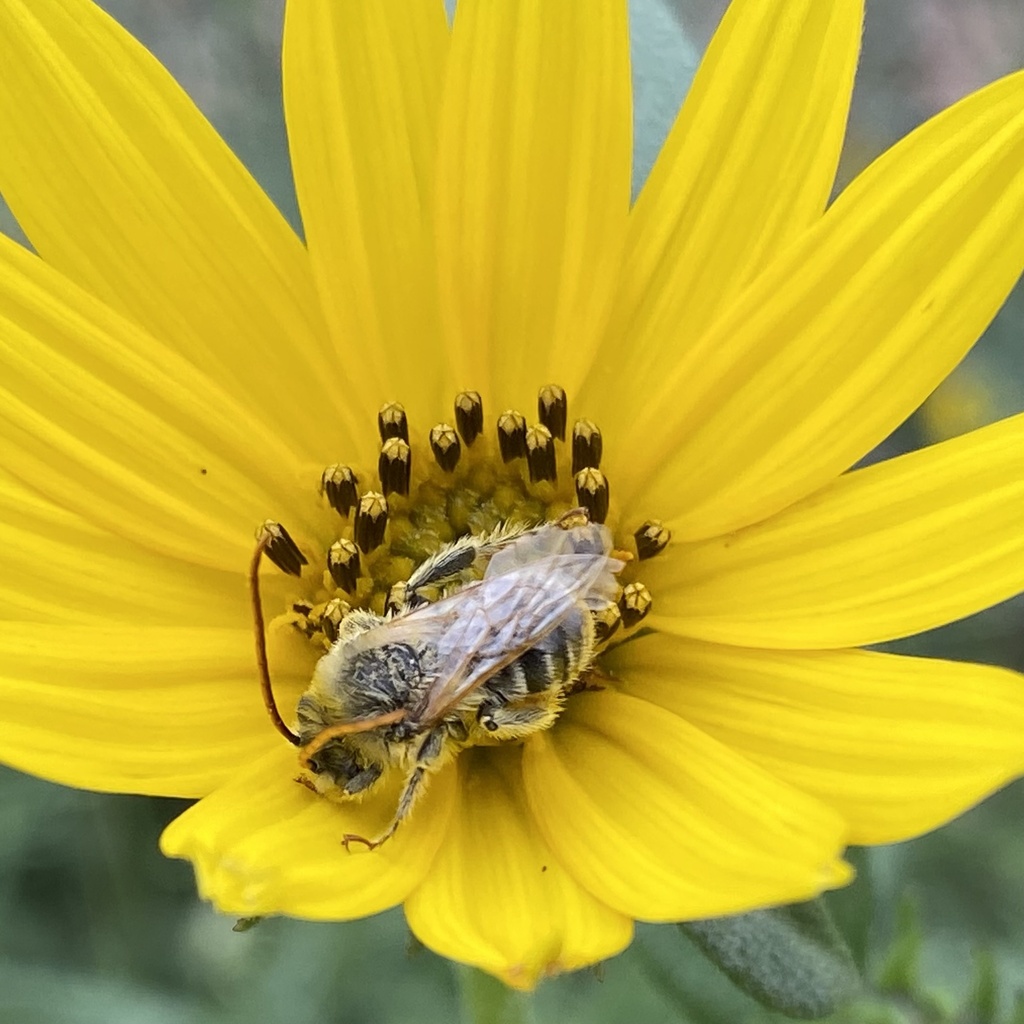 Goldenrod Long-horned Bee
