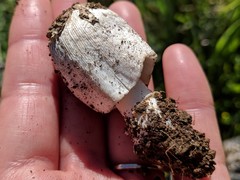 Coprinus calyptratus