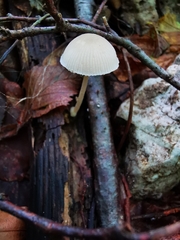 Pluteus semibulbosus