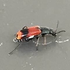 Anthocomus equestris