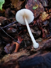 Pluteus semibulbosus