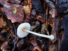 Pluteus semibulbosus
