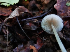 Pluteus semibulbosus