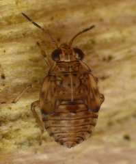 Saldula saltatoria