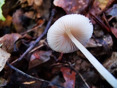 Pluteus semibulbosus