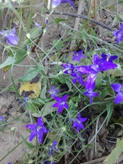 Campanula lusitanica
