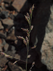 Poa secunda secunda