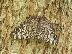 Hamadryas feronia