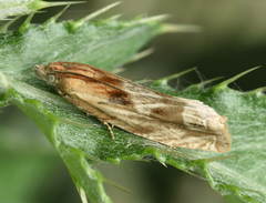 Eucosma cana