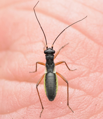 Pithanus maerkelii