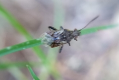 Stictopleurus