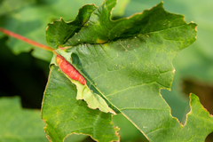 Dasineura communis
