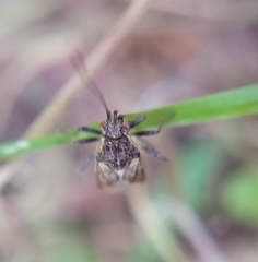 Stictopleurus