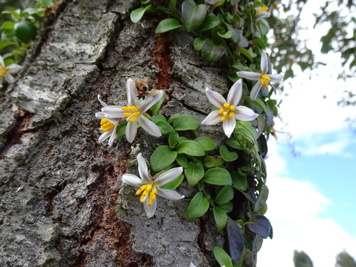 Solanum brevifolium