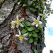 Solanum brevifolium - Photo (c) Mayriliz Coro, alguns direitos reservados (CC BY-NC), uploaded by Mayriliz Coro