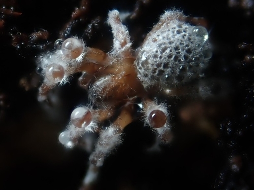 Phylum Entomophthoromycota · iNaturalist